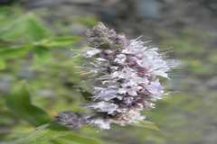Mentha longifolia